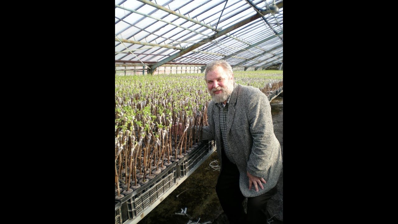 ВИНОГРАДНОЕ ПИТОМНИКОВОДСТВО КАЛИФОРНИИ 2000 Г. - АЛЕКСАНДР ТЕРЕЩЕНКО - УЧЕНЫЙ МАГАРАЧА