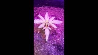 Cannabis Autoflower One Minute Update (1)