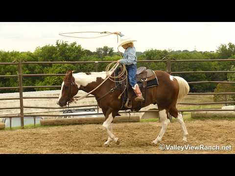 Obviously A Playboy***For info, price, etc., go to our website: ValleyViewRanch.net***