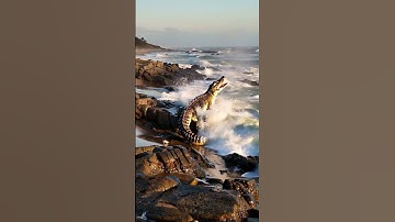 Crocodile vs giant python, who