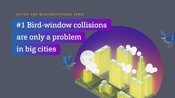 Myth: Bird-window collisions are only a problem in big cities