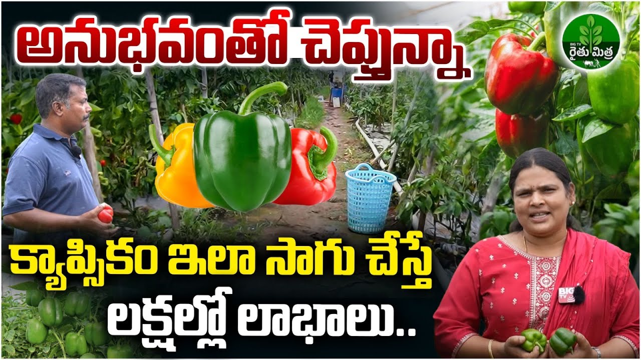 Capsicum Cultivation in Shade Net House Farmer Success Story | 5 ఏకరాల్లో క్యాప్సికం సాగు | BIG TV