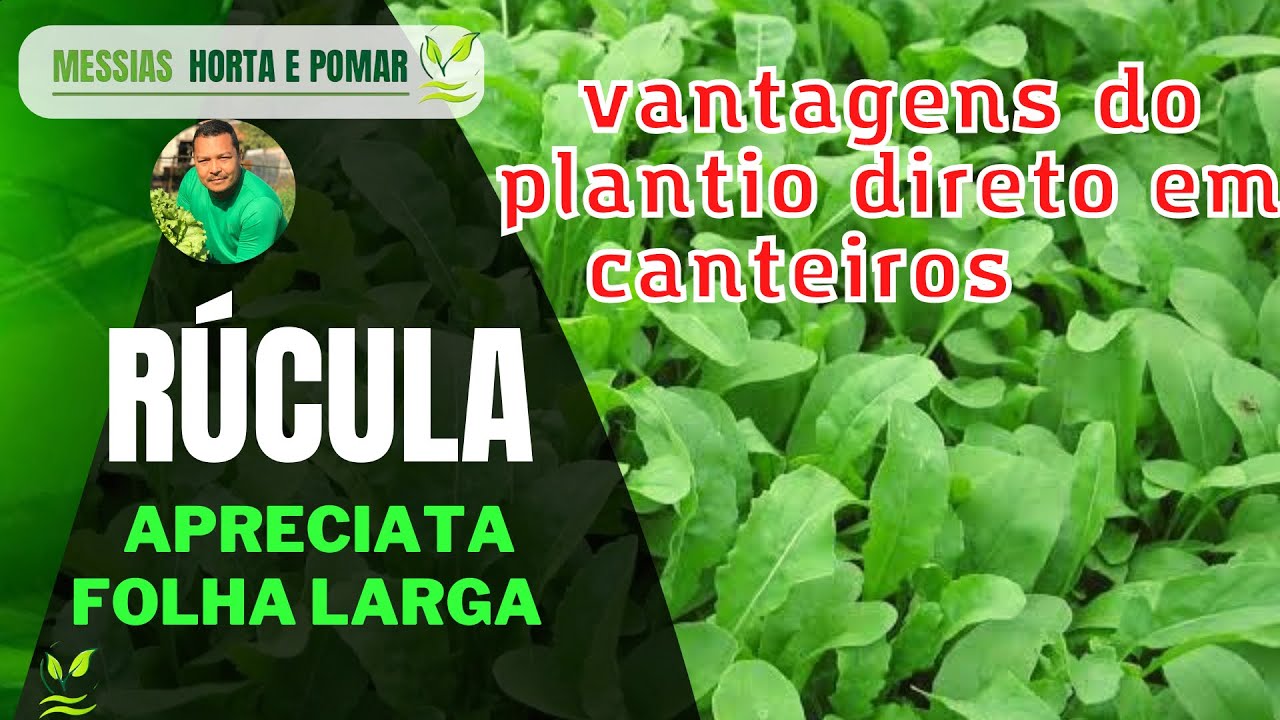 Como plantar rúcula diretamente no canteiro 🤔