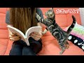 飼い主の読書中に我慢できず突撃しにきてしまった子猫ｗ