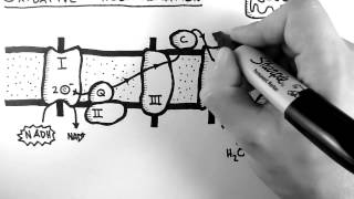 Cellular Respiration 5   Oxidative Phosphorylation