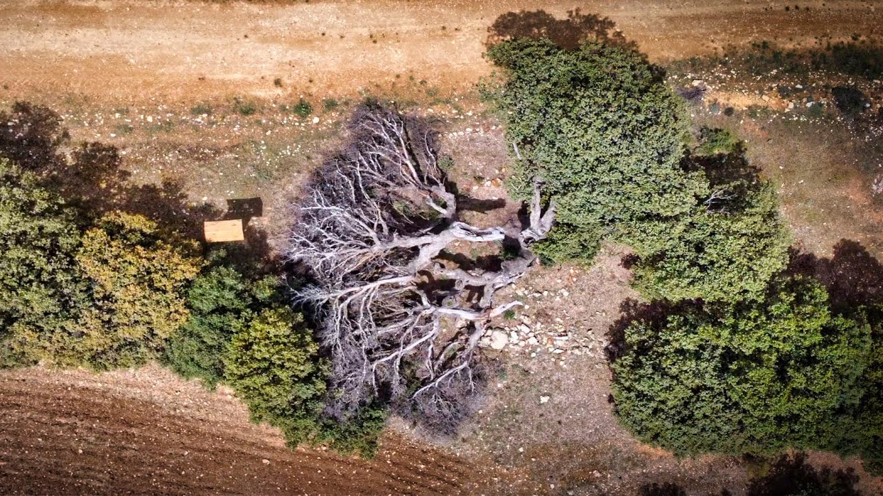 LECTURA SOBRE RUEDAS, EL PEDREGAL