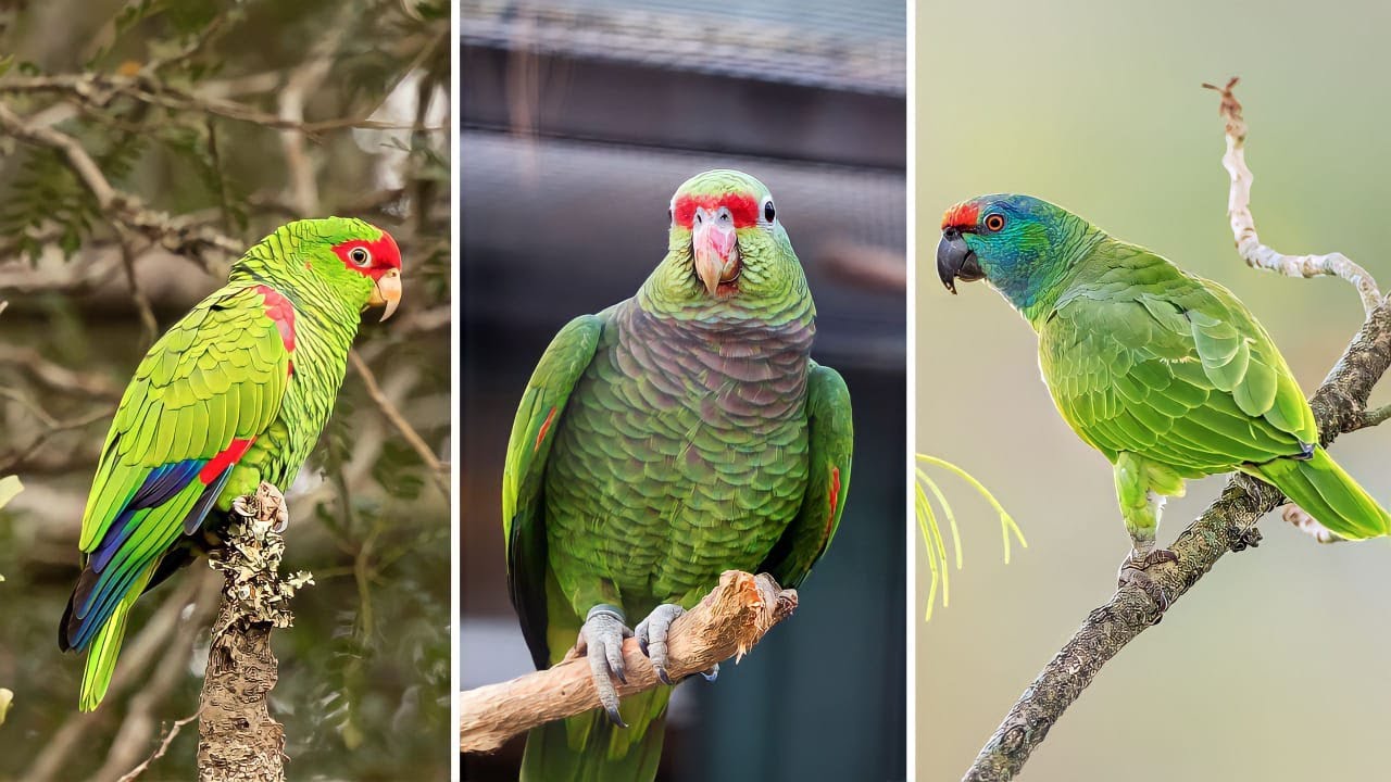 10 Espécies de PAPAGAIOS Mais DIFERENTES, BONITOS e CURIOSOS Que Existem no Mundo (Parte 2)