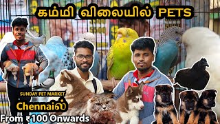 Part  1 | Chennai la Indha Rate ku pets ah? | Sunday Pet Market 4Seeing Vlogs