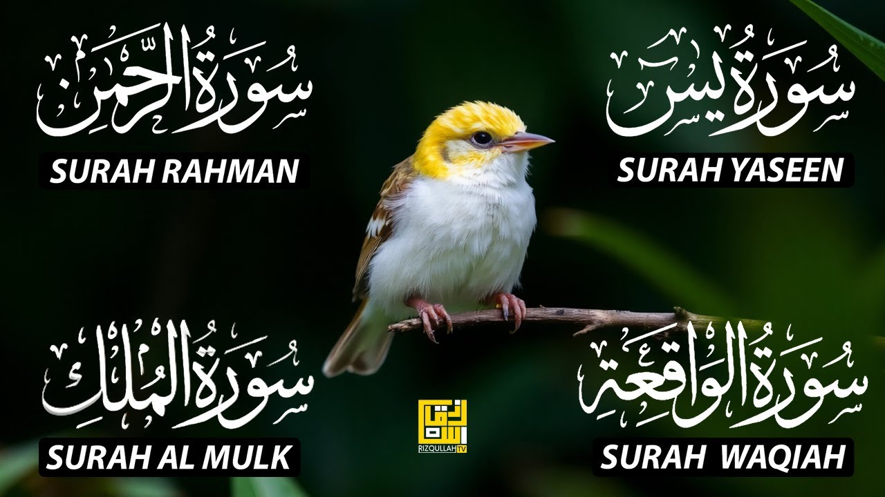 Magical Recitation Surah Yaseen (Yasin) | Surah Rahman | Surah Waqiah | Surah Mulk EP196