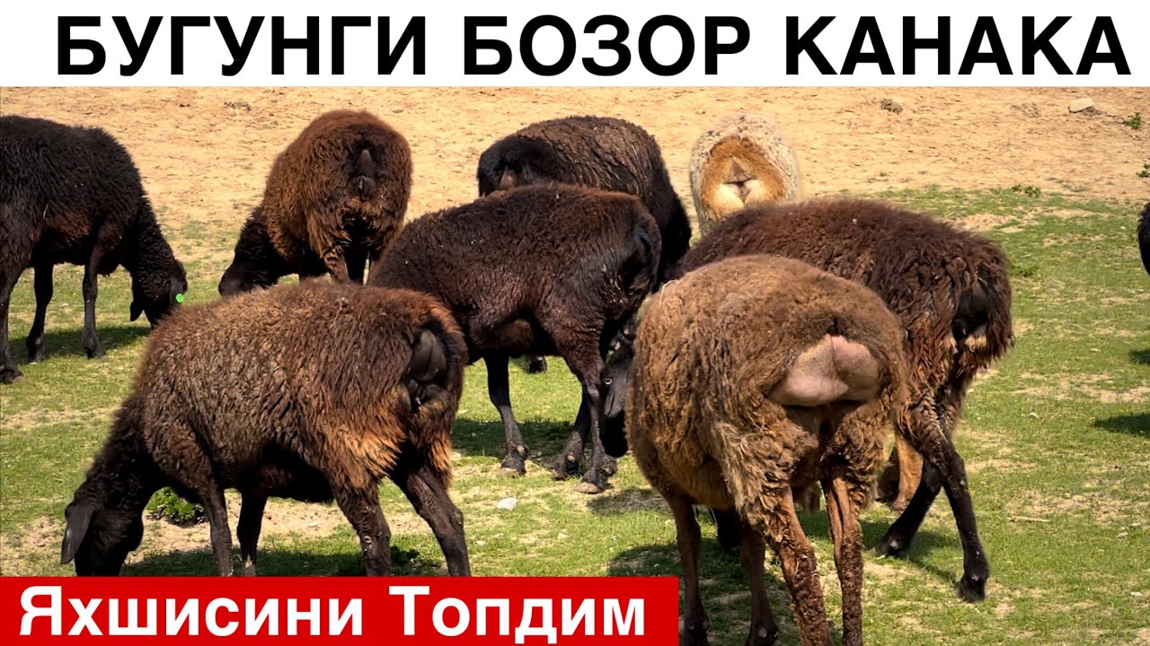 1 Март Бугоз Куйлар! ☎️+998 70 125 0393