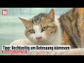 Tierheim schlägt Alarm: Immer mehr Haustiere werden in den Sommerferien ausgesetzt!