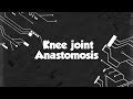 Anastomosis Around Knee Joint Explained | Easy Anatomy for MBBS 1stYearStudents#KneeJointAnastomosis