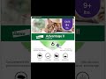 Cat Flea Prevention for Large Cats | Vet-Recommended 6-Month Treatment