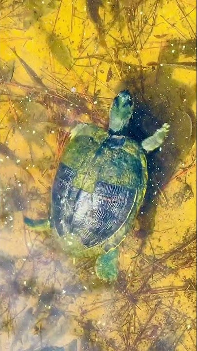 Unusual Turtle Shell Color | Green turtle #turtles - YouTube