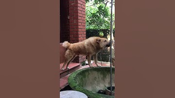 Chó H’mong cộc vàng siêu khủng tại HN