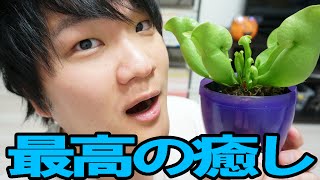トミトミJの癒し