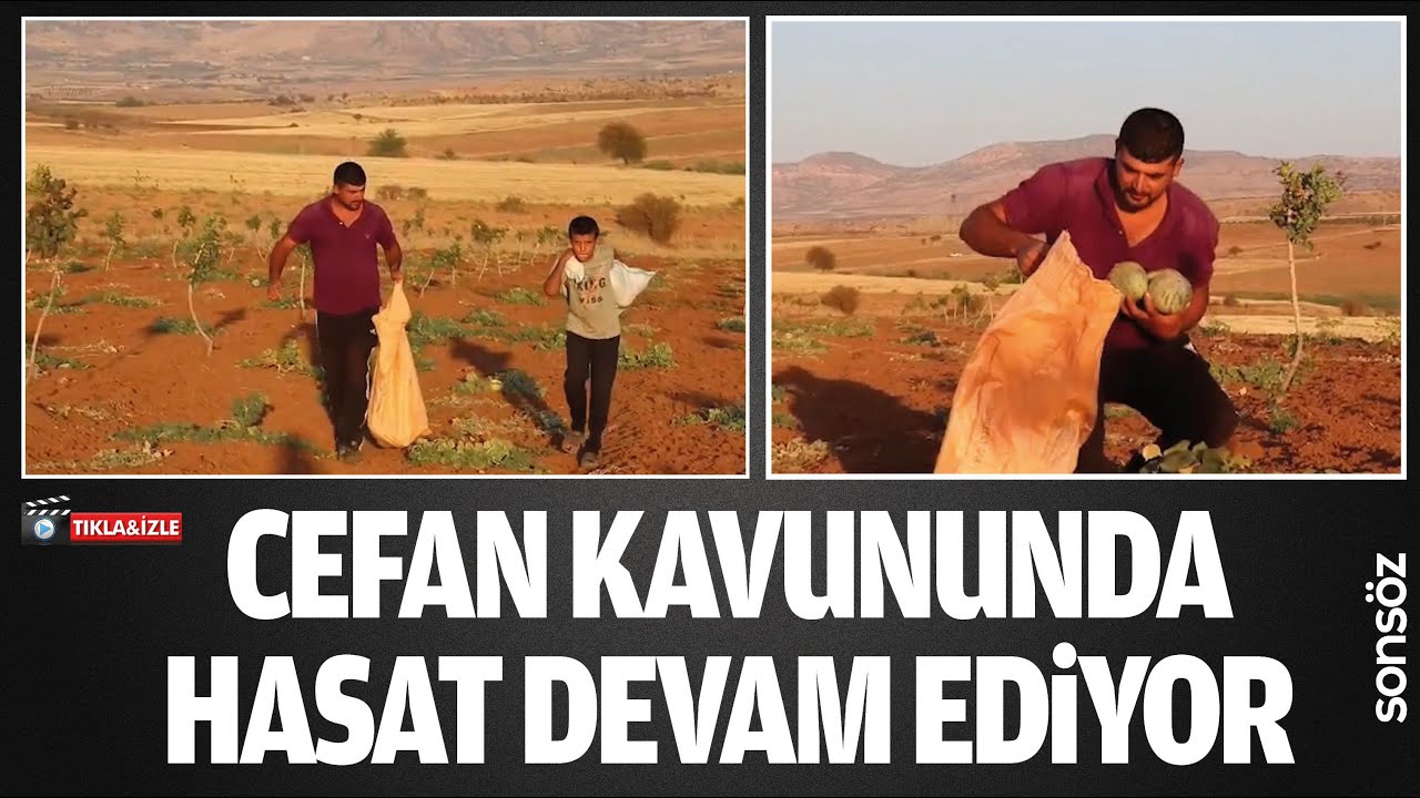 Cefan kavununda hasat devam ediyor