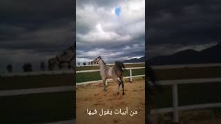 شعر في الخيل،من أجمل ماقالته العرب في الخيل