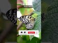 Colors of Nature White Butterfly #shorts #shortvideo #youtubeshorts #yearofyou