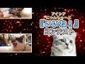 癒しと笑いのネコ写真&動画 一挙公開!! 【ねこである。】第32回 part3（2012.12.12）