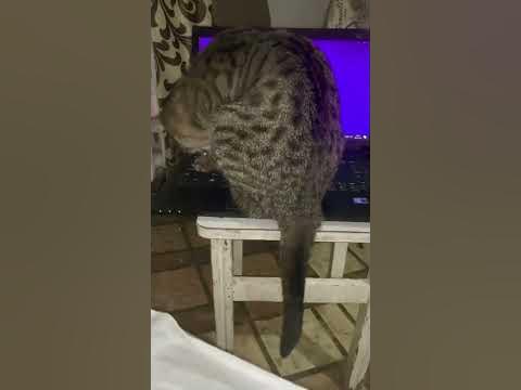 Кот программист) рубрика смешные животные - YouTube