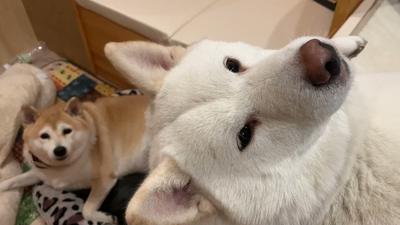 ワンコとバス旅2　永井食堂　山中湖