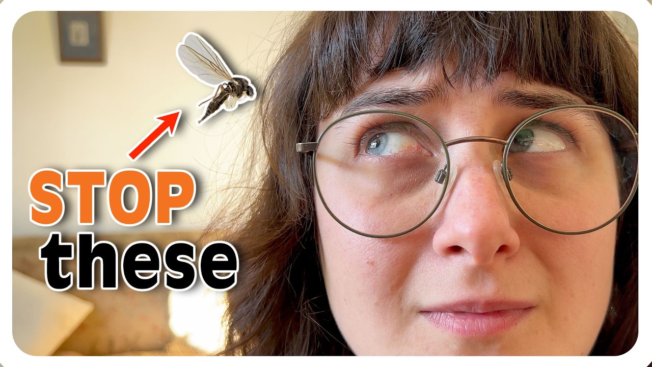 The ULTIMATE way to clear fungus gnats