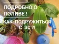 Полив орхидей в закрытой системе. Как подружиться с ЗС?!