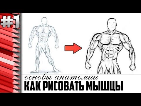 Как легко нарисовать мышцы человека |Урок #1|
