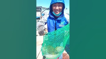 Câu Cá Dìa Hàng Khủng