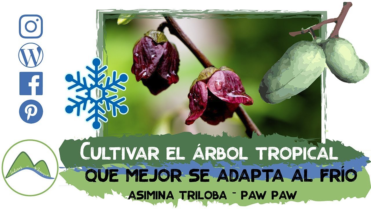 Cómo cultivar PAW PAW, el árbol tropical que mejor se adapta al clima frío: la Asimina Triloba | LdN
