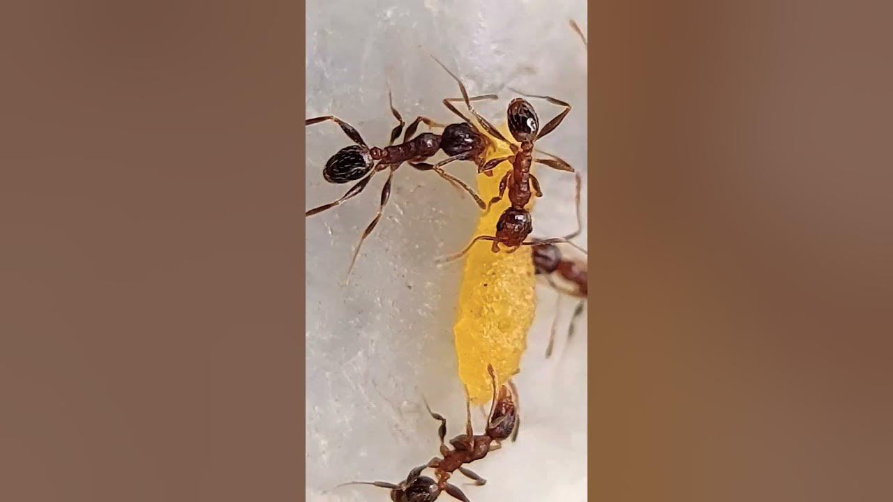 Microscopic Tiny Red Ants