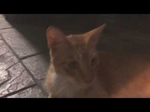 🐈 Vlog - naughty boy