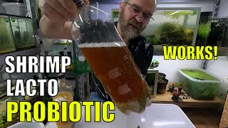 How to Make a Lacto Probiotic for Shrimp With 1 Litre Water, Bottle, Brown Rice, Brown Suger, Salt