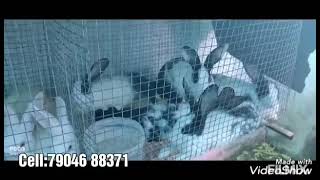 தததககட மயல பணண யசத Rabbit Farm. 7904688371