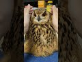 フクロウにいないいないばあをやってみた(〇v〇) #shorts