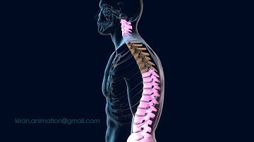 Good posture 3D Animation