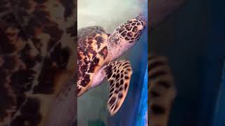 Lovely Hawksbill 🤗 #animals #nature #funny #travel #love #natural #seaturtle #ocean #naturelovers