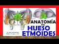 ✅ HUESO ETMOIDES, Anatomía. Fácil, Rápido y Sencillo