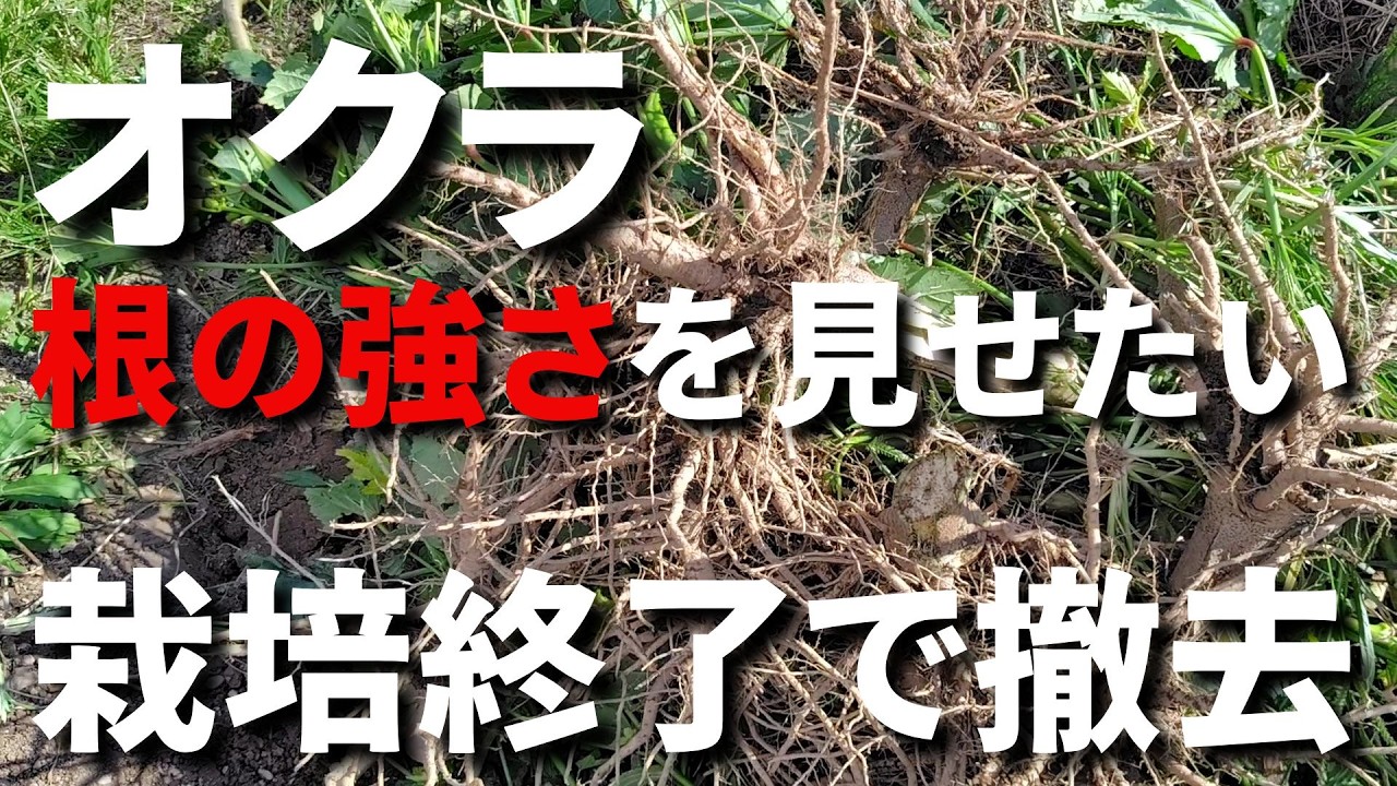 【オクラ】直播栽培での主根の太さと放射状に張る枝根の強さを見てほしい/栽培終了で株ごと抜いて、根こぶセンチュウ被害の有無を確認してみた-Vol ...