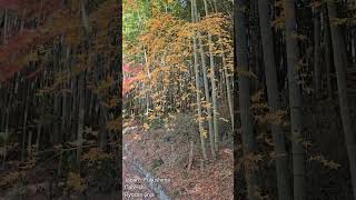 FS04 - Road to Ryozen-shrine #travel #japan #fukushima