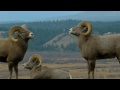 Radium Hot Springs Bighorn Sheep