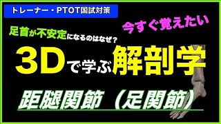 距腿関節【3Dで学ぶ解剖学】足首が不安定になるのはなぜ？