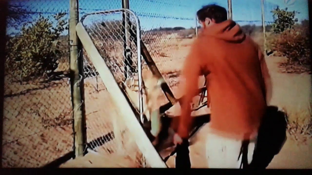 Die Verrückte Welt Der Tiere