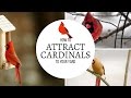 How to Attract Cardinals to Your Yard