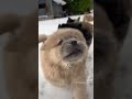 Puppy Snow Day!!!! #chowchowpuppies