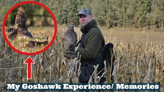 My GOSHAWK Experience, Flying & Hunting With Goshawks, Goshawking, Falconry Memories & Falconry Tips