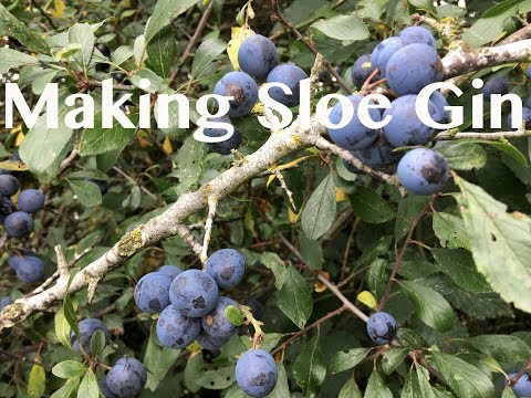 making-sloe-gin