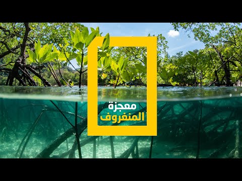 فيديو: كيف تعيش غابات المنغروف في المياه المالحة؟