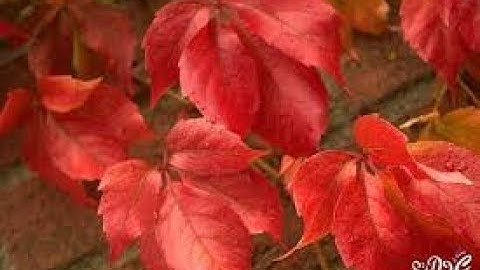 الشيخ محمود على البنا رحمه الله \ تلاوه نادره من خواتيم سورة الحجرات